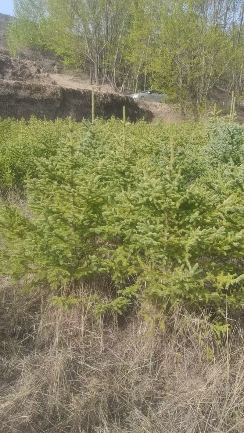 云杉苗木种植基地产地直发，欢迎各位老板视频看货