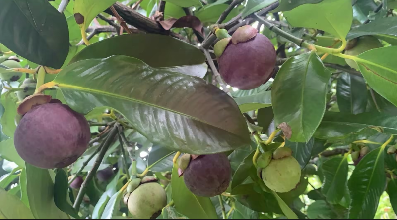 山竹苗无籽的紫皮白肉山竹苗，营养杯苗