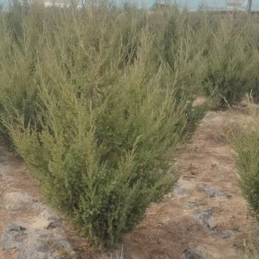 刺柏苗，刺柏树苗，种植基地直发，欢迎各位老板视频看货