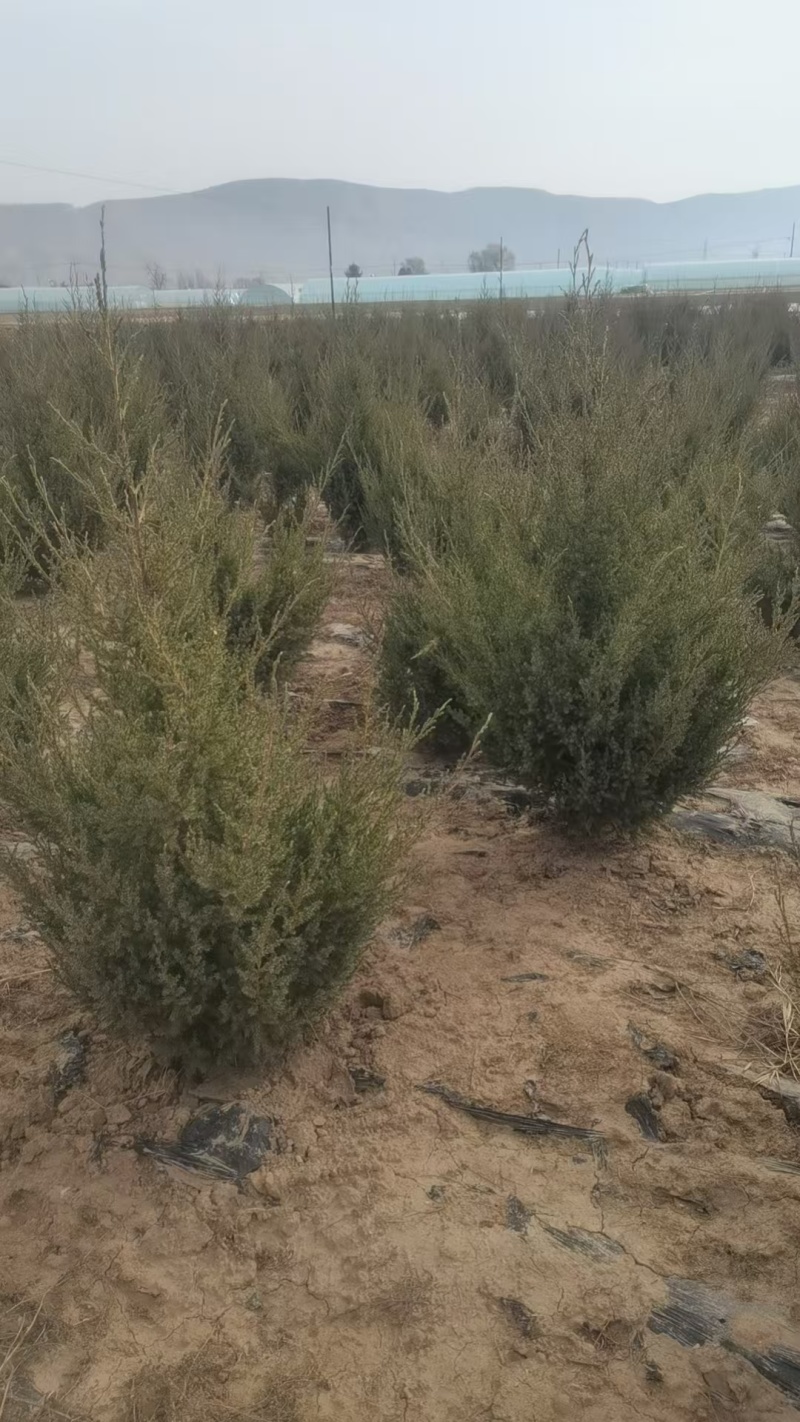 刺柏苗，刺柏树苗，种植基地直发，欢迎各位老板视频看货