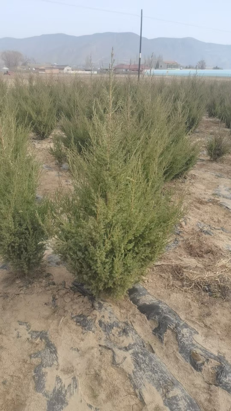 刺柏苗，刺柏树苗，种植基地直发，欢迎各位老板视频看货