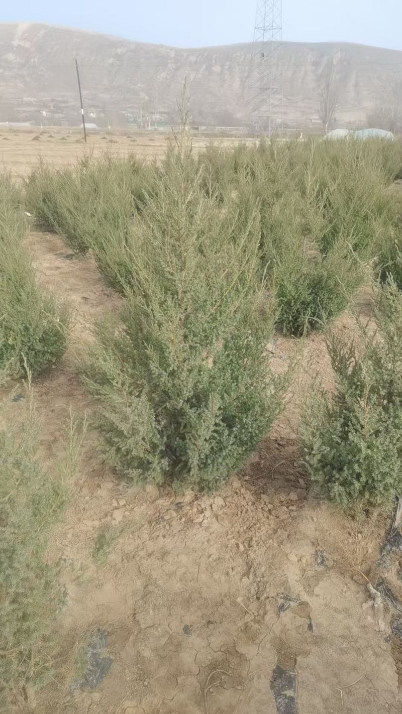 刺柏苗，刺柏树苗，种植基地直发，欢迎各位老板视频看货