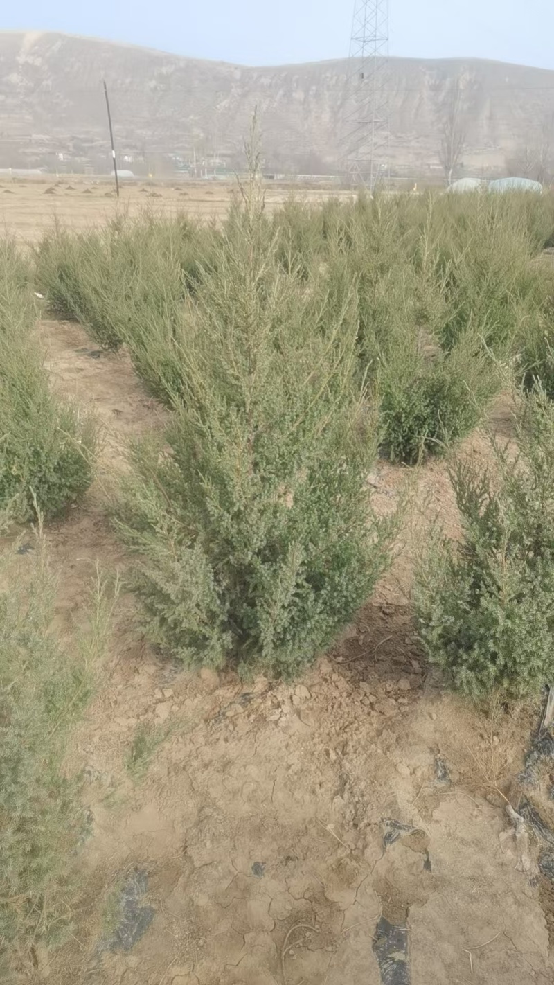 刺柏苗，刺柏树苗，种植基地直发，欢迎各位老板视频看货