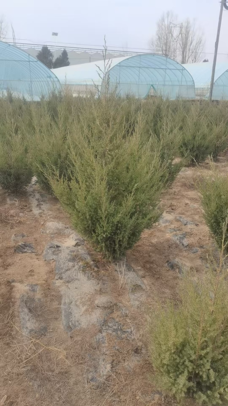 刺柏苗，刺柏树苗，种植基地直发，欢迎各位老板视频看货