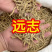 远志种子发芽率95%6斤/亩耐寒耐干旱适应能力强
