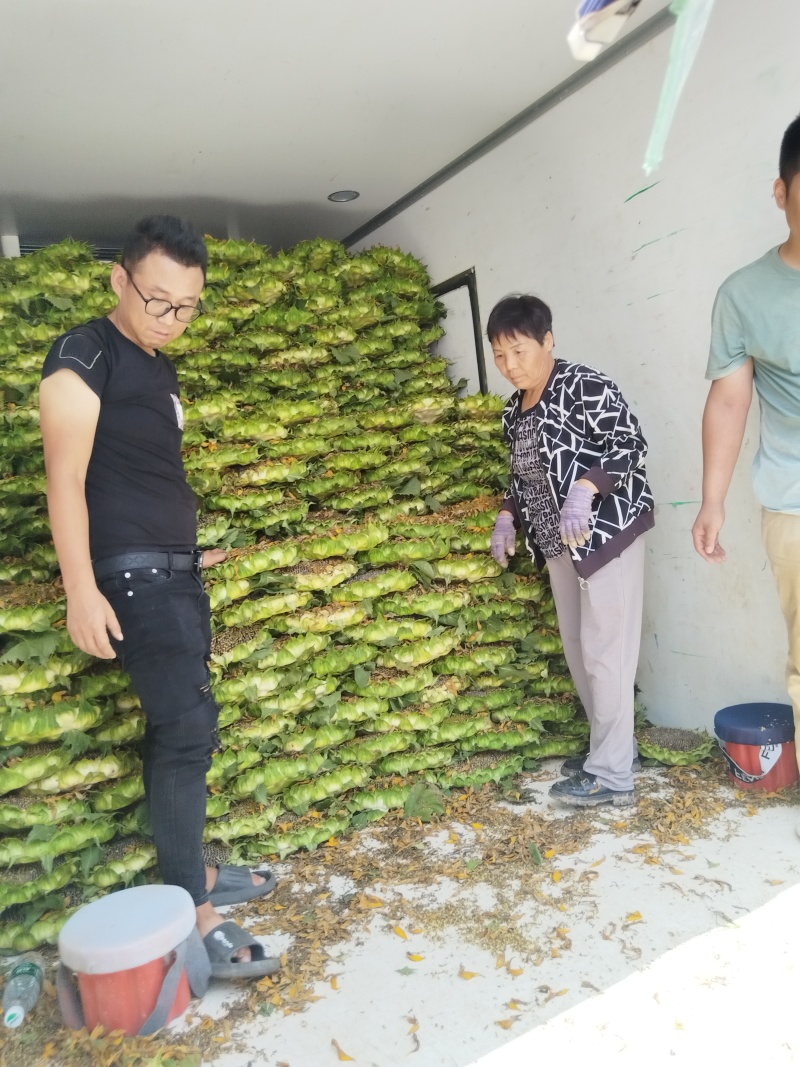 鲜食向日葵大量上市，产地直发，颗粒饱满，一手货源。