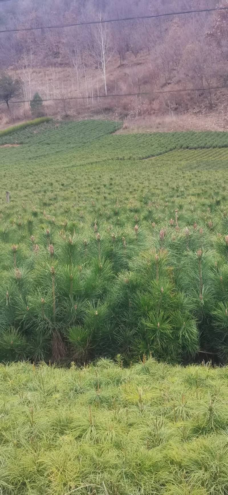 油松苗，种植基地直发，量大货好，欢迎各位老板视频看货