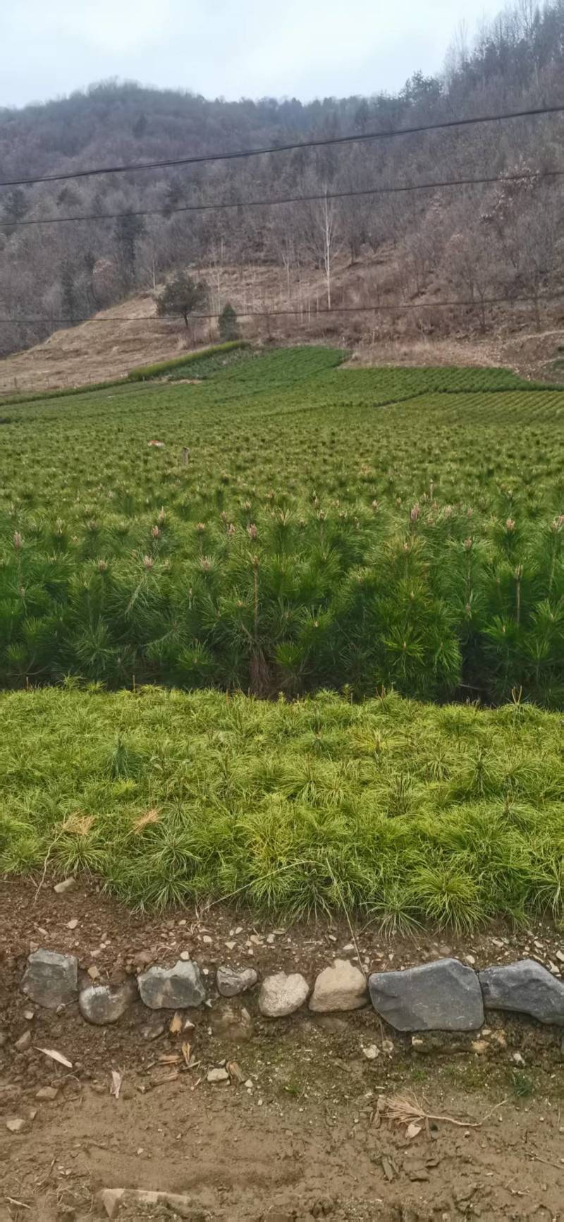 油松苗，种植基地直发，量大货好，欢迎各位老板视频看货