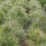 油松苗，种植基地直发，量大货好，欢迎各位老板视频看货