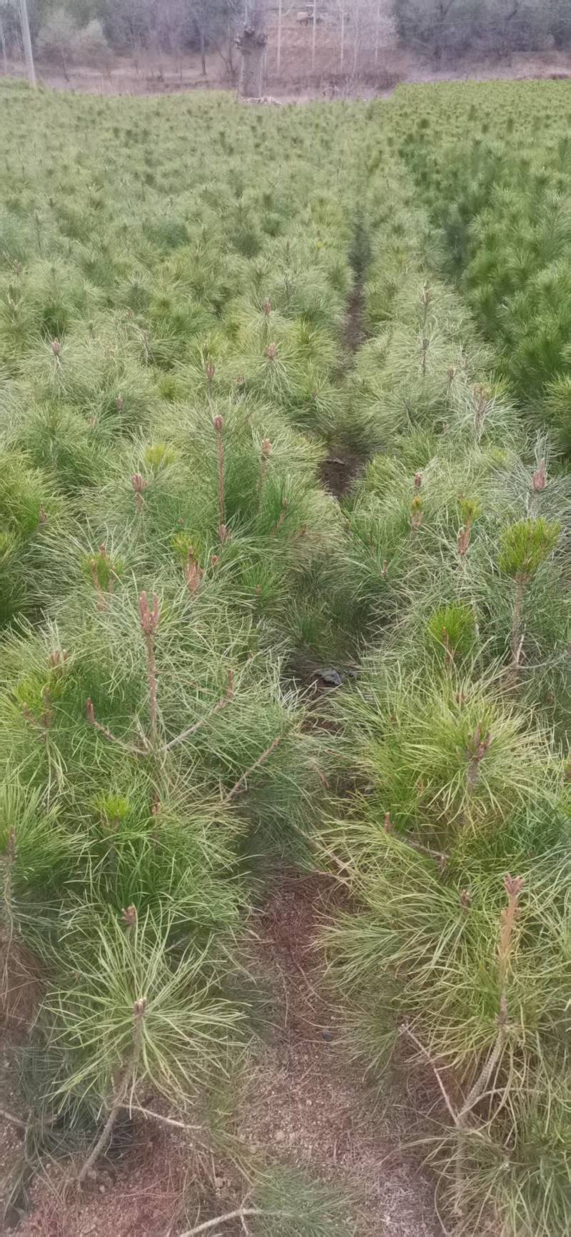 油松苗，种植基地直发，量大货好，欢迎各位老板视频看货