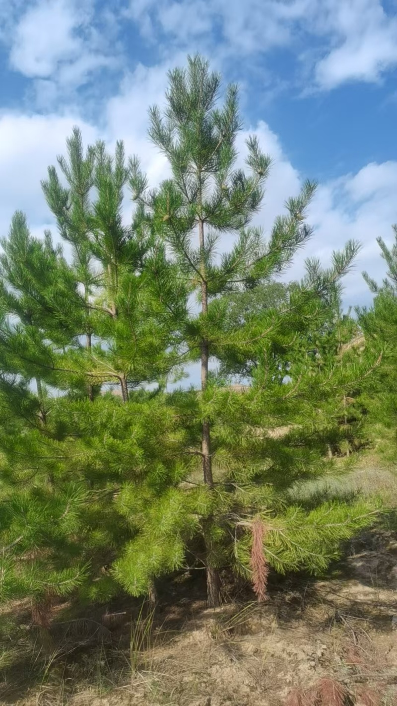 油松苗，种植基地直发，量大货好，欢迎各位老板视频看货