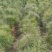 油松苗，种植基地直发，量大货好，欢迎各位老板视频看货