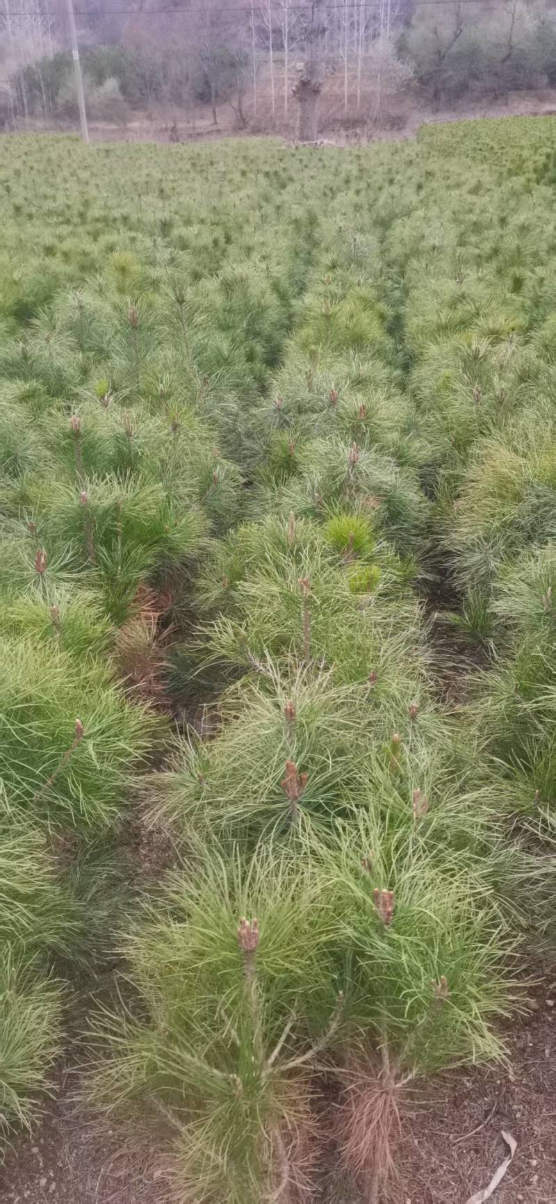油松苗，种植基地直发，量大货好，欢迎各位老板视频看货