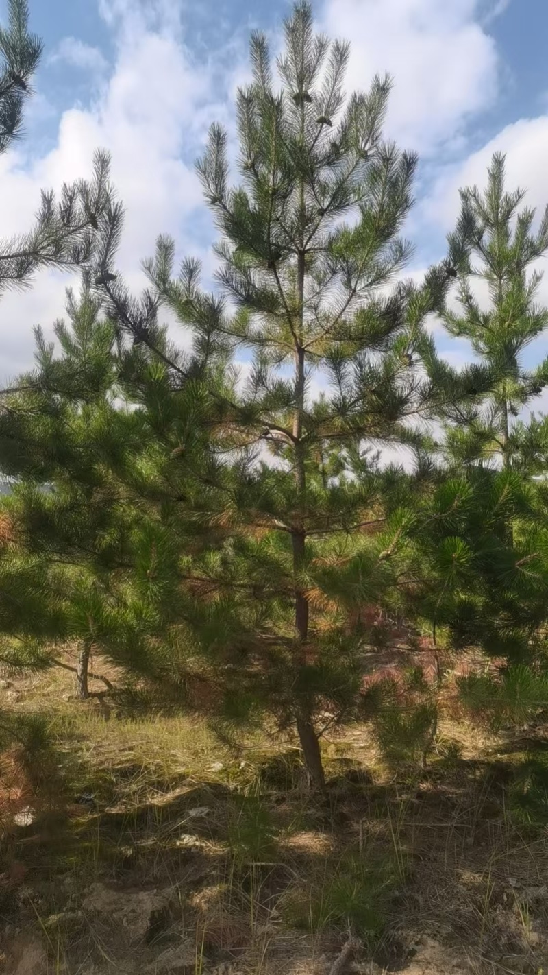 油松苗，种植基地直发，量大货好，欢迎各位老板视频看货