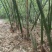 麻竹笋（加工黄笋，笋片，笋条，笋丝，实心笋，笋干）