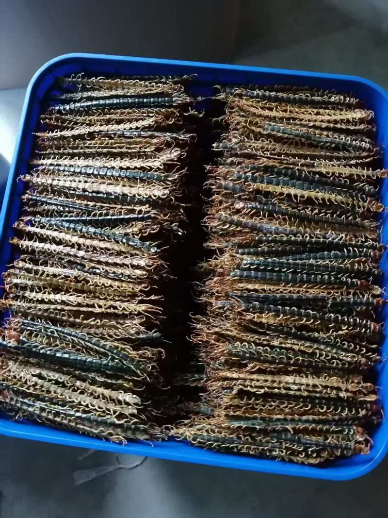 精品蜈蚣直皮，趴皮，蝎子