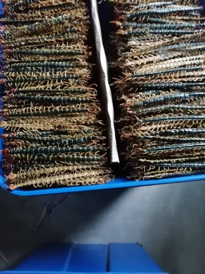 精品蜈蚣直皮，趴皮，蝎子