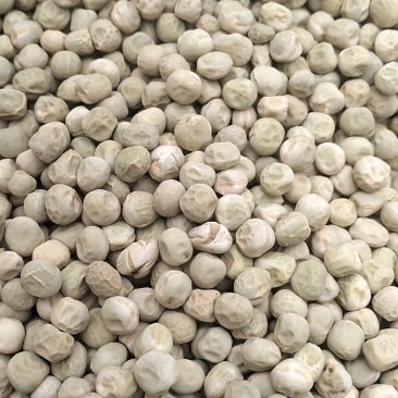 大量饲料豆供应