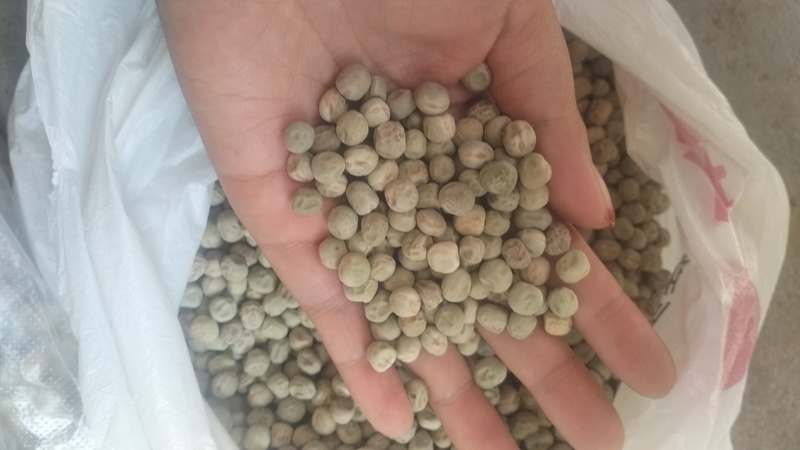 大量饲料豆供应
