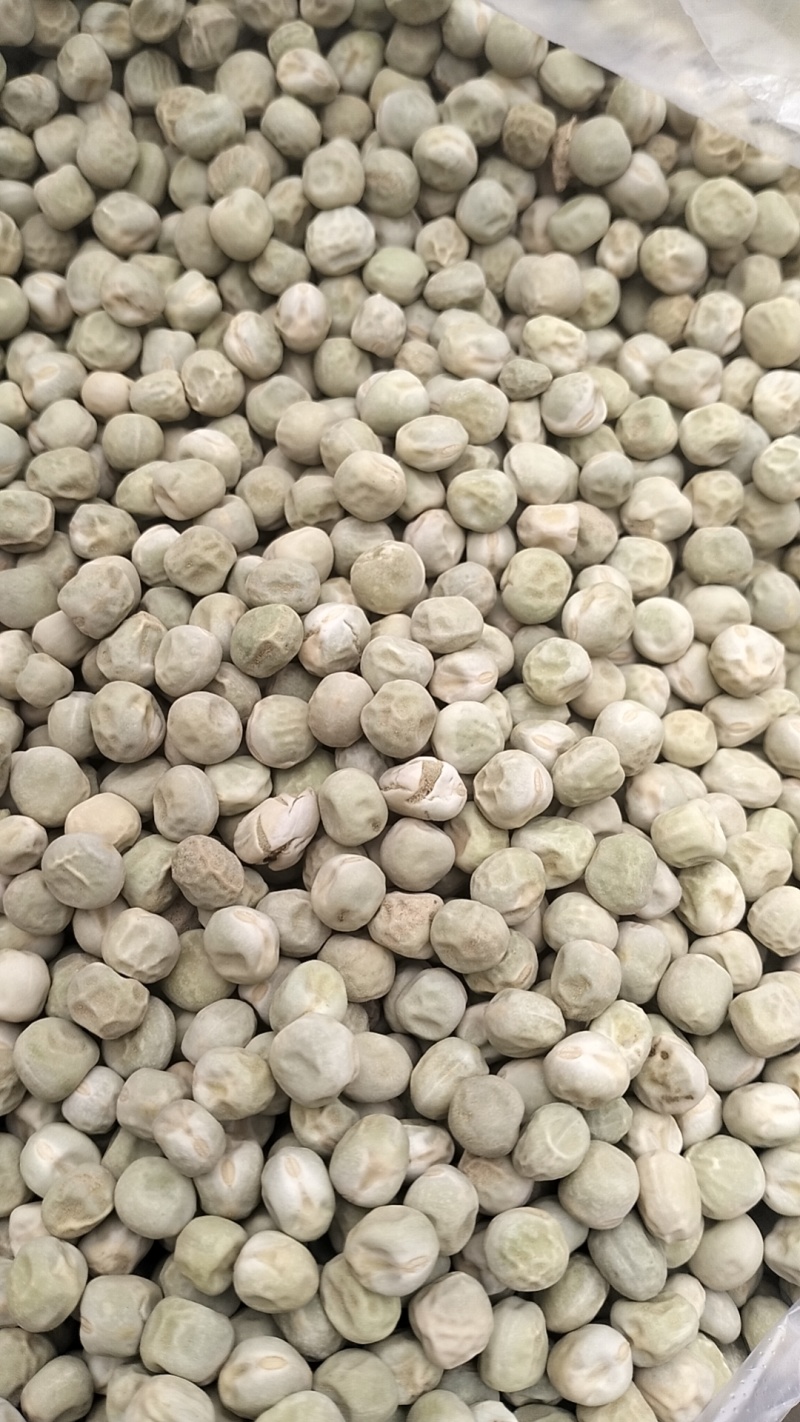 大量饲料豆供应