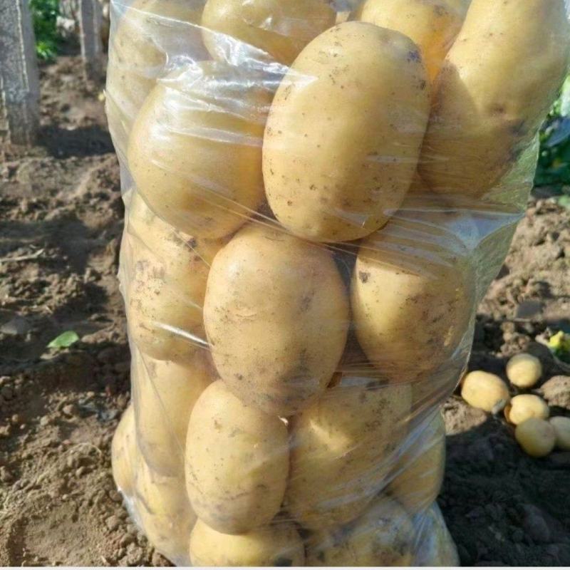 河南开封土豆黄心土豆大量上市了，各种规格都有