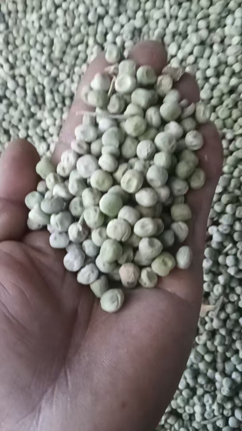 中豌九号干豌豆籽，大量货源！15以内水份！