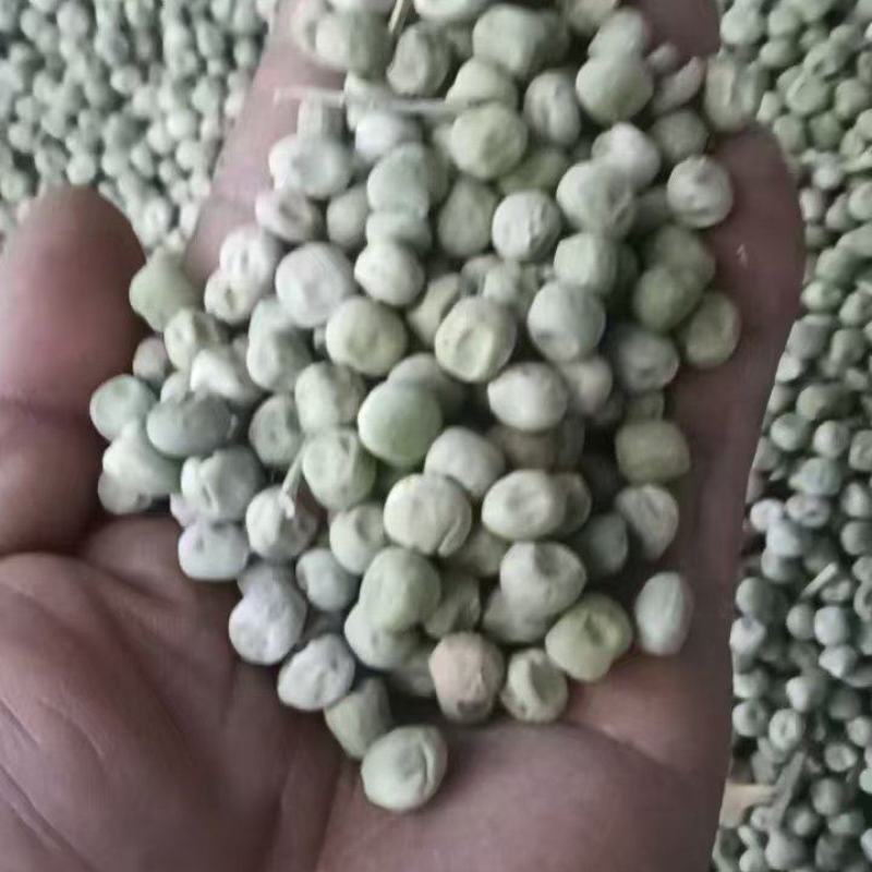 中豌九号干豌豆籽，大量货源！15以内水份！