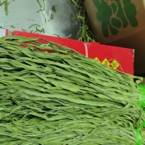 贡菜干条