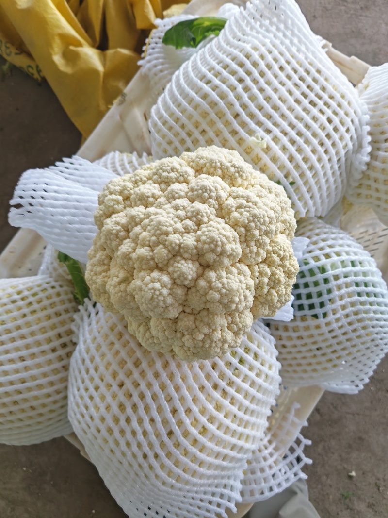 河北张北县精品有机花菜保质保量稳定货源欢迎联系