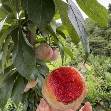 山东济宁泗水桃形李地头直采