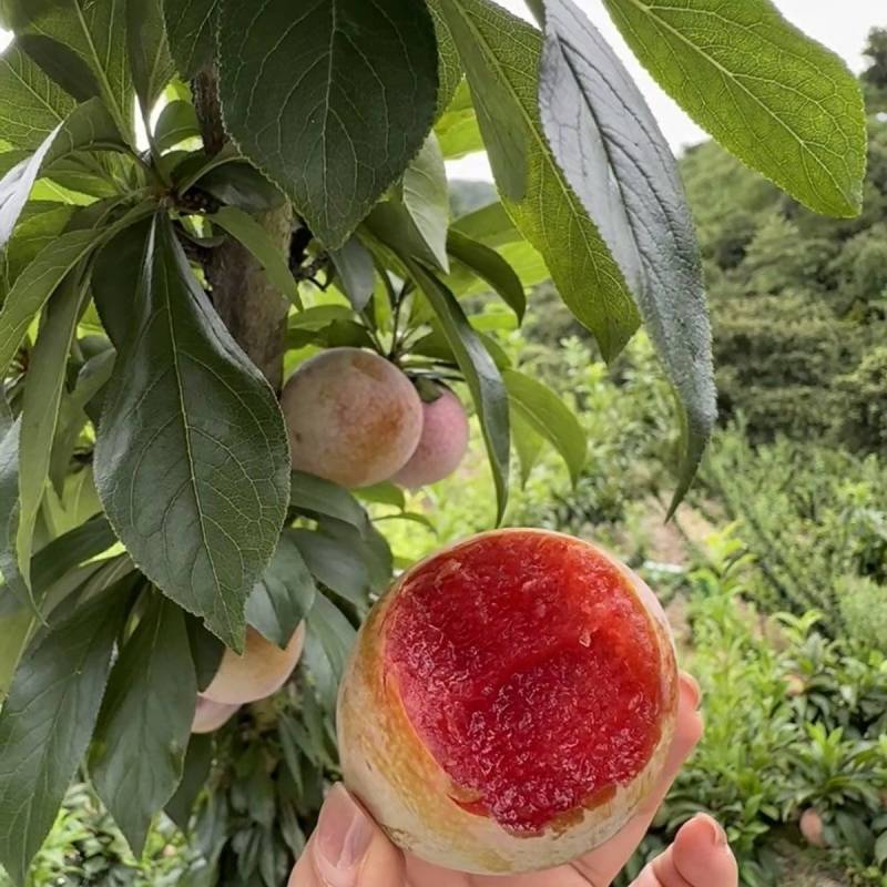 山东济宁泗水桃形李地头直采