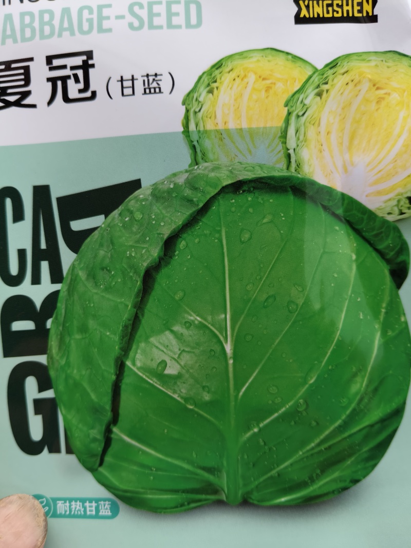 甘蓝苗圆球形甘蓝苗，牛心甘蓝苗，早熟耐热，适应性强