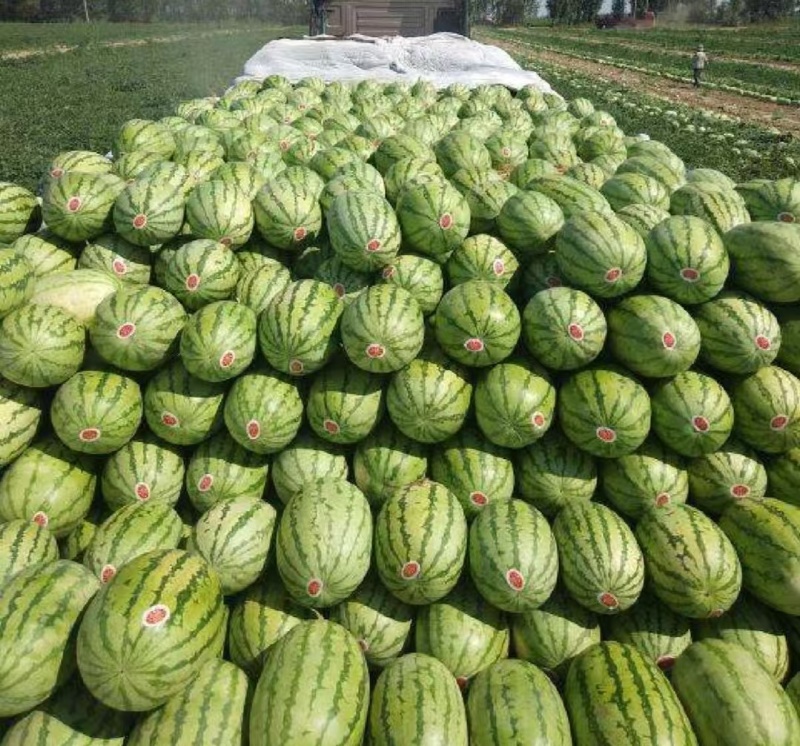 湖北露天西瓜金城5号西瓜产地直供价格美丽量大从