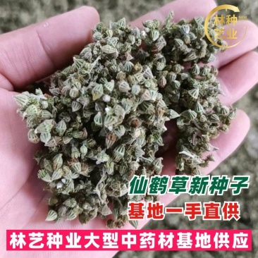 仙鹤草种子龙牙草脱力草狼牙草金顶龙牙中药材基地