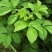 仙鹤草种子龙牙草脱力草狼牙草金顶龙牙中药材基地