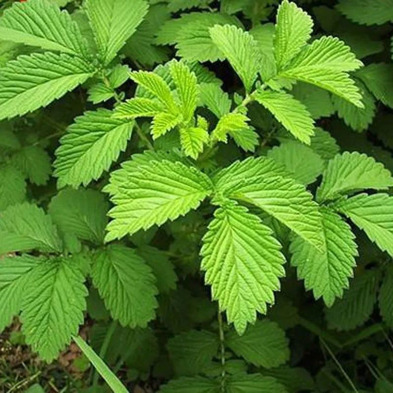 仙鹤草种子龙牙草脱力草狼牙草金顶龙牙中药材基地