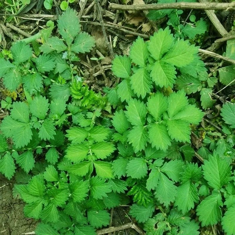 仙鹤草种子龙牙草脱力草狼牙草金顶龙牙中药材基地