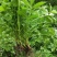 仙鹤草种子龙牙草脱力草狼牙草金顶龙牙中药材基地