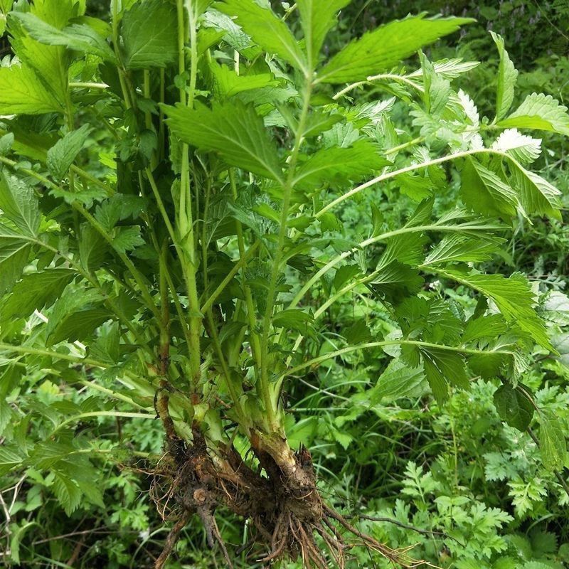 仙鹤草种子龙牙草脱力草狼牙草金顶龙牙中药材基地