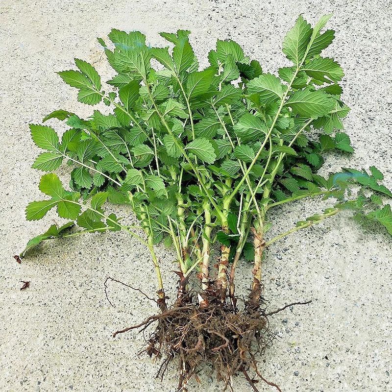 仙鹤草种子龙牙草脱力草狼牙草金顶龙牙中药材基地