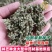 仙鹤草种子龙牙草脱力草狼牙草金顶龙牙中药材基地