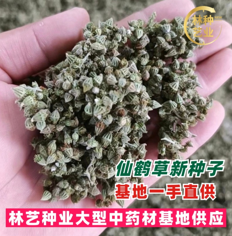 仙鹤草种子龙牙草脱力草狼牙草金顶龙牙中药材基地