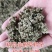 仙鹤草种子龙牙草脱力草狼牙草金顶龙牙中药材基地