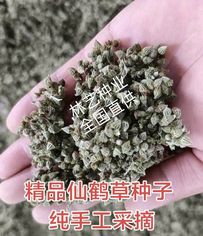 仙鹤草种子龙牙草脱力草狼牙草金顶龙牙中药材基地