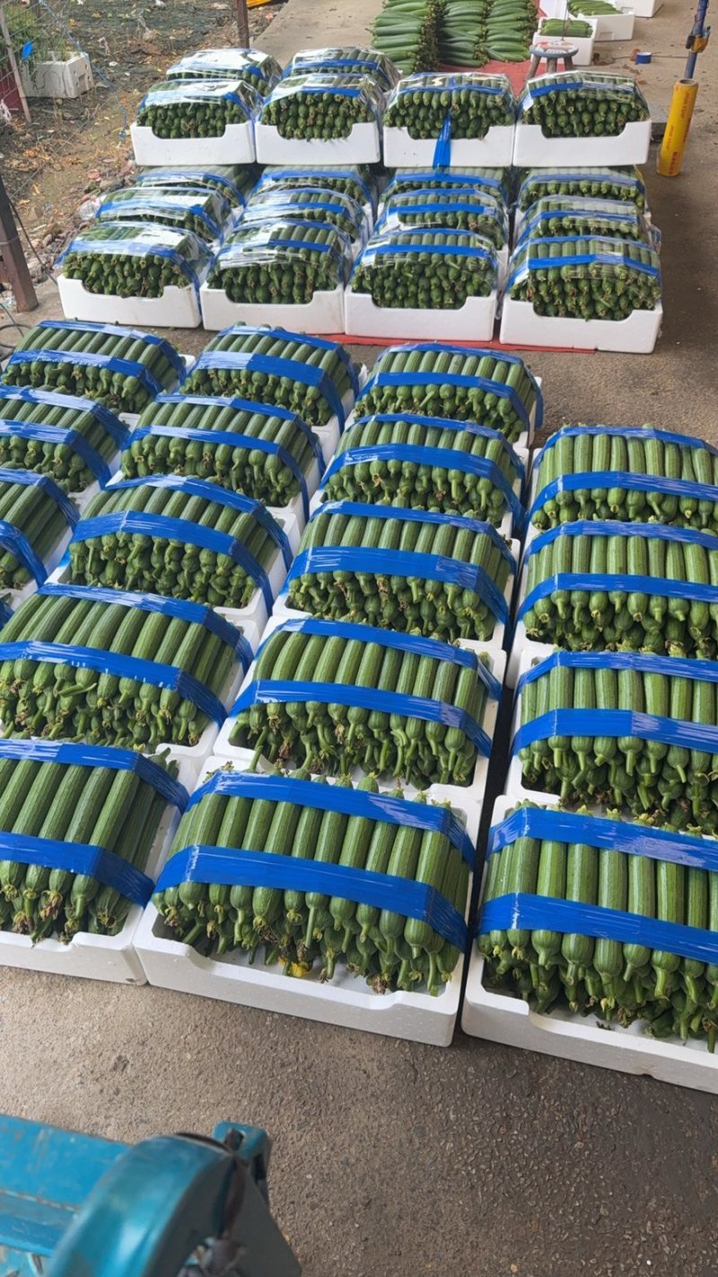 香丝瓜油皮丝瓜常州无锡自产自销，