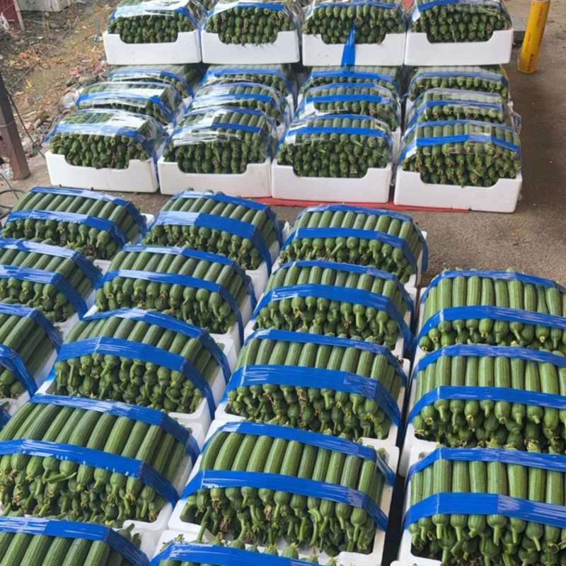 香丝瓜油皮丝瓜常州无锡自产自销，