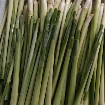 精品香茅草