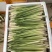 精品香茅草