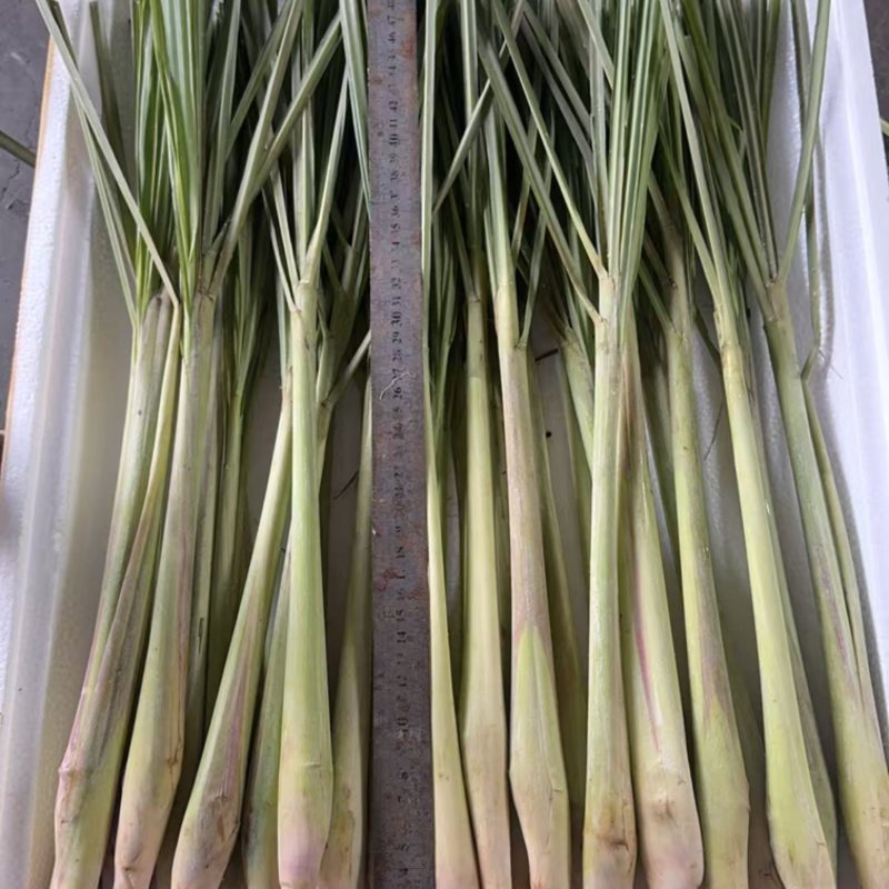 香茅草