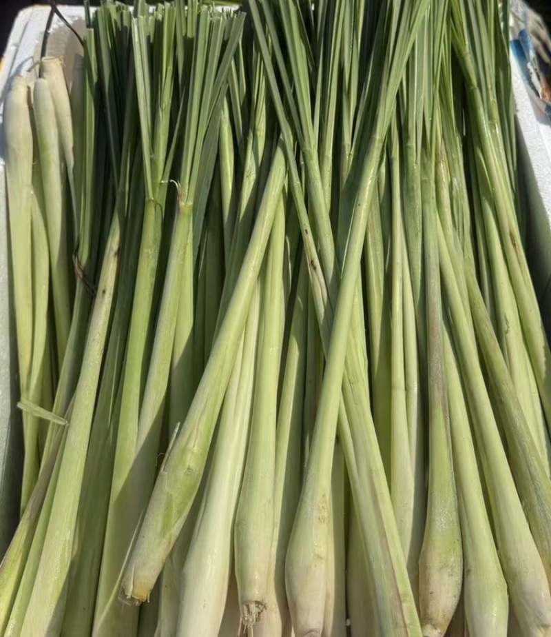 香茅草